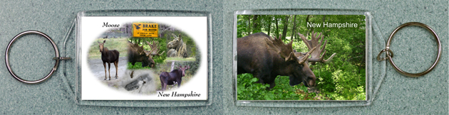 New Hampshire Moose Collage and Bull Moose